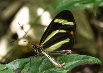 The butterfly Scada zemira photographed in Ecuador