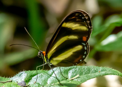 The butterfly Scada zemira photographed in Ecuador