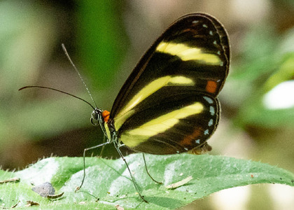 The butterfly Scada zemira photographed in Rumi Wilco Nature Reserve,Ecuador