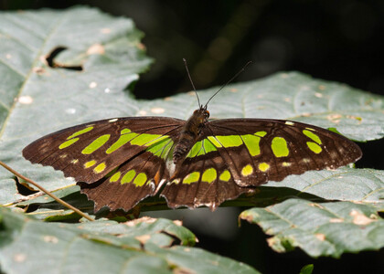 The butterfly Siproeta stelenes photographed in Ecuador