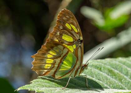 The butterfly Siproeta stelenes photographed in Rumi Wilco Nature Reserve,Ecuador