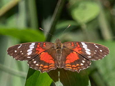 The butterfly Anartia amathea sticheli photographed in Rumi Wilco Nature Reserve,Ecuador