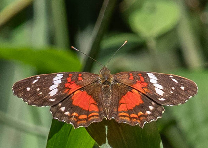 The butterfly Anartia amathea sticheli photographed in Rumi Wilco Nature Reserve,Ecuador