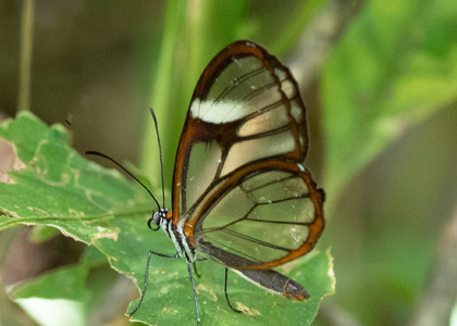 The butterfly Pagyris cymothoe sylvella photographed in Ecuador