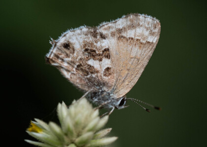 The butterfly Strymon davara photographed in Rumi Wilco Nature Reserve,Ecuador