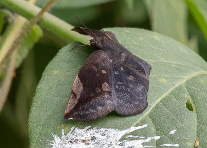 The butterfly Eantis thraso photographed in Ecuador