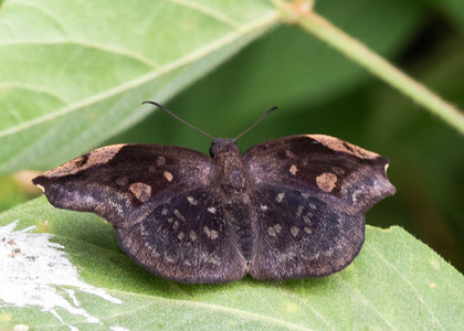 The butterfly Eantis thraso photographed in Ecuador
