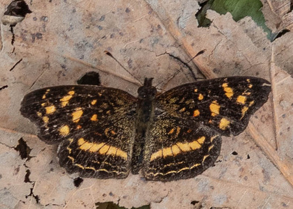The butterfly Telenassa berenice photographed in Vilcabamba,Ecuador