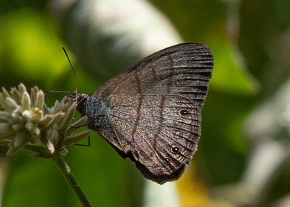 The butterfly Hermeuptychia hermes photographed in Vilcabamba,Ecuador