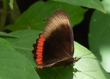 The butterfly Biblis hyperia laticlavia photographed in Rumi Wilco Nature Reserve,Ecuador