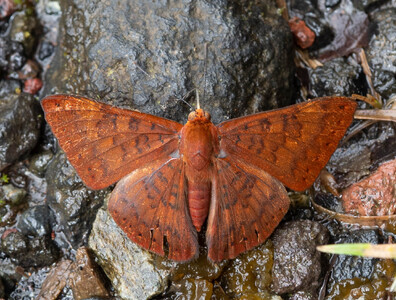 The butterfly Emesis mandana photographed in Topo,,Ecuador
