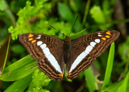 The butterfly Adelpha alala negra photographed in Arosemena Tola,Ecuador
