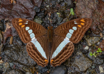 The butterfly Adelpha alala negra photographed in Topo,,Ecuador