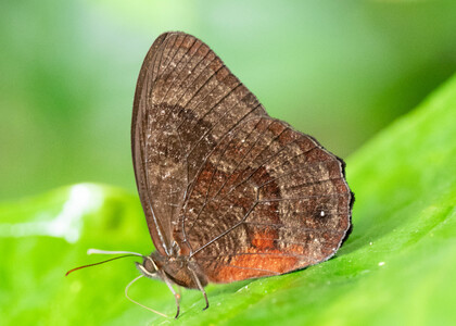 The butterfly Viloriodes phrasiclea photographed in Ecuador