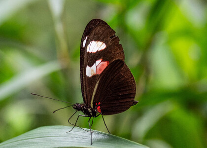 The butterfly Heliconius erato notabilis photographed in Ecuador