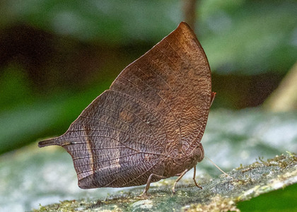 The butterfly Fountainea nessus photographed in Topo,,Ecuador