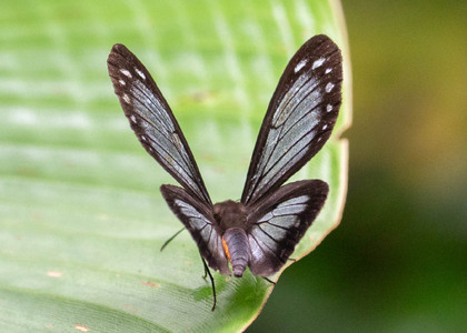The butterfly Nahida coenoides photographed in Ecuador