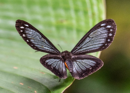 The butterfly Nahida coenoides photographed in Ecuador