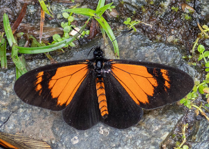 The butterfly Actinote alcione theophila photographed in Topo,,Ecuador