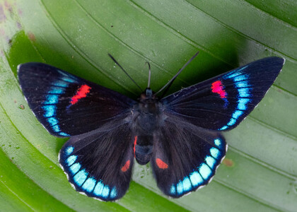 The butterfly Necyria bellona saundersii photographed in Ecuador