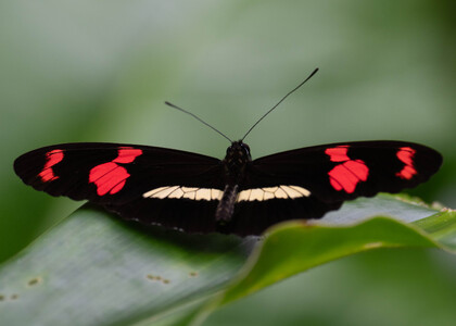 The butterfly Heliconius telesiphe telesiphe photographed in Topo,,Ecuador