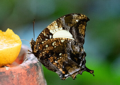 The butterfly Hypna clytemnestra photographed in Ecuador