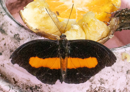 The butterfly Catonephele acontius acontius photographed in Ecuador