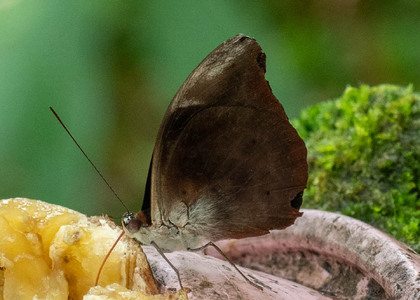 The butterfly Catonephele acontius acontius photographed in Ecuador