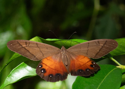 The butterfly Pierella hyceta latona photographed in Ecuador
