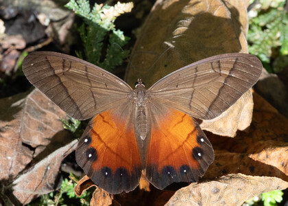 The butterfly Pierella hyceta latona photographed in Mariposario Dedalma, Mera,Ecuador