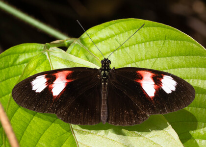 The butterfly Heliconius melpomene plesseni photographed in Ecuador