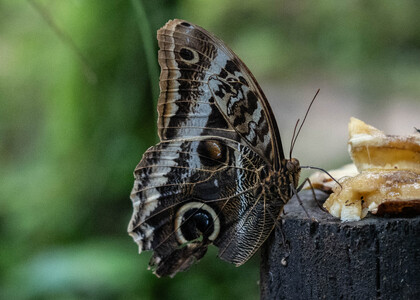 The butterfly Caligo atreus dionysos photographed in Ecuador