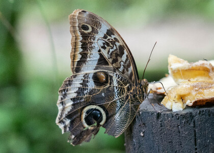 The butterfly Caligo atreus dionysos photographed in Mariposario Dedalma, Mera,Ecuador