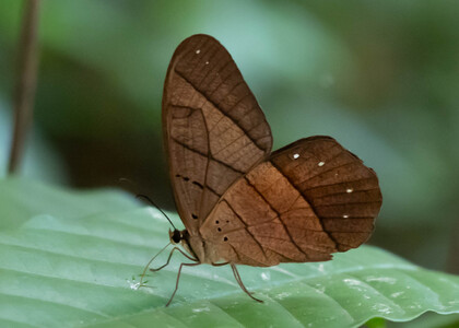 The butterfly Pierella hyceta latona photographed in Mariposario Dedalma, Mera, Ecuador