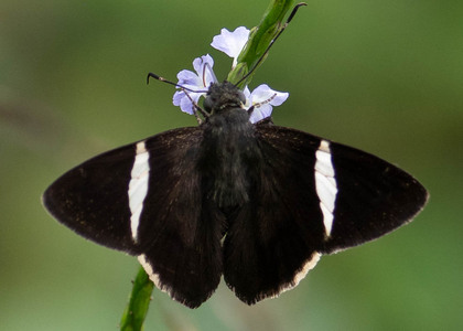 The butterfly Cecropterus zarex photographed in Arosemena Tola,Ecuador