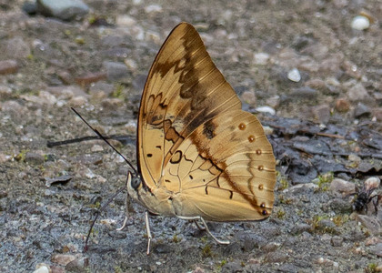 The butterfly Archaeoprepona licomedes photographed in Ecuador
