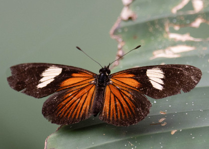 The butterfly Castilia perilla photographed in Arosemena Tola,Ecuador