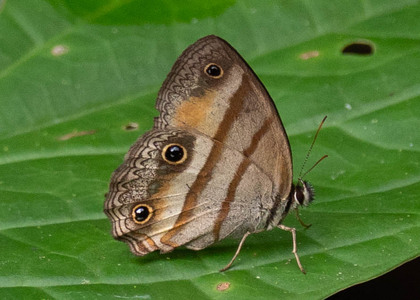 The butterfly Cissia penelope photographed in Topo,,Ecuador