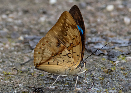 The butterfly Archaeoprepona licomedes photographed in Arosemena Tola,Ecuador