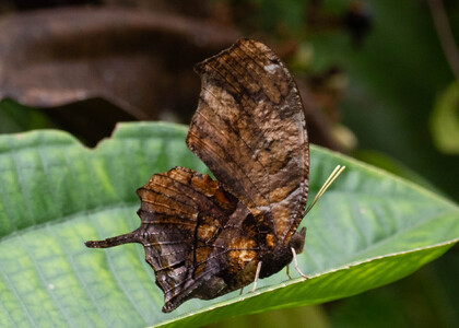 The butterfly Consul fabius photographed in Arosemena Tola,Ecuador