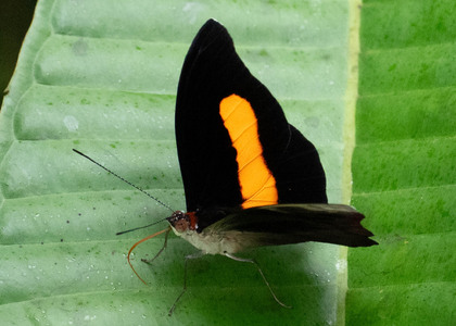 The butterfly Catonephele acontius acontius photographed in Ecuador