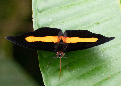 The butterfly Catonephele acontius acontius photographed in Arosemena Tola,Ecuador
