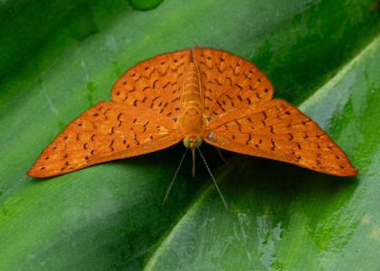 The butterfly Emesis fatimella nobilata photographed in Arosemena Tola,Ecuador