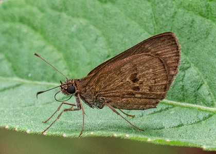The butterfly Cymaenes alumna photographed in Arosemena Tola,Ecuador