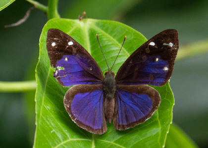 The butterfly Dynamine gisella photographed in Arosemena Tola,Ecuador