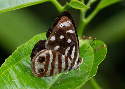 The butterfly Dynamine gisella photographed in Ecuador