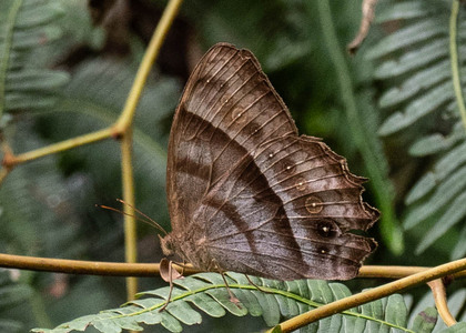 The butterfly Taygetis laches photographed in Arosemena Tola,Ecuador