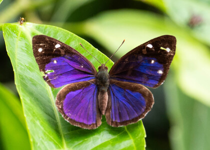 The butterfly Dynamine gisella photographed in Ecuador