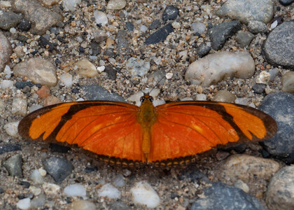 The butterfly Dryas iulia alcionea photographed in Ecuador