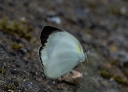 The butterfly Eurema albula photographed in Ecuador